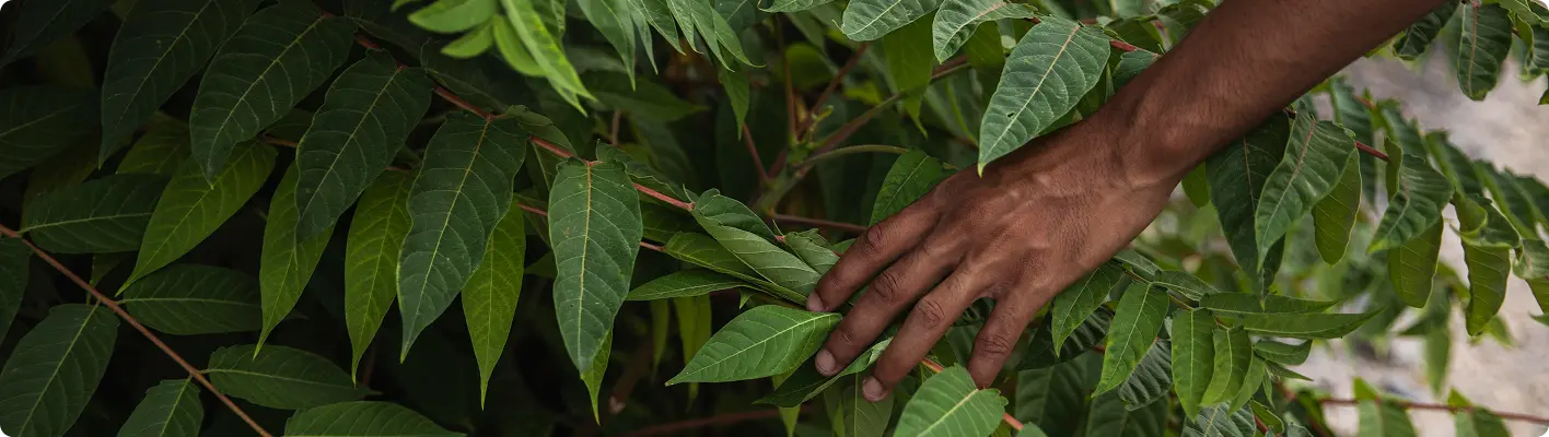Nourishing the potential of Africa, from Africa